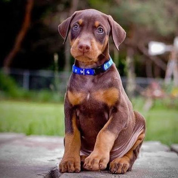 Our New Puppy