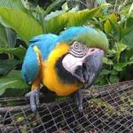 Panaewa Rainforest Zoo