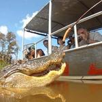 Cajun Encounters Swamp Tour