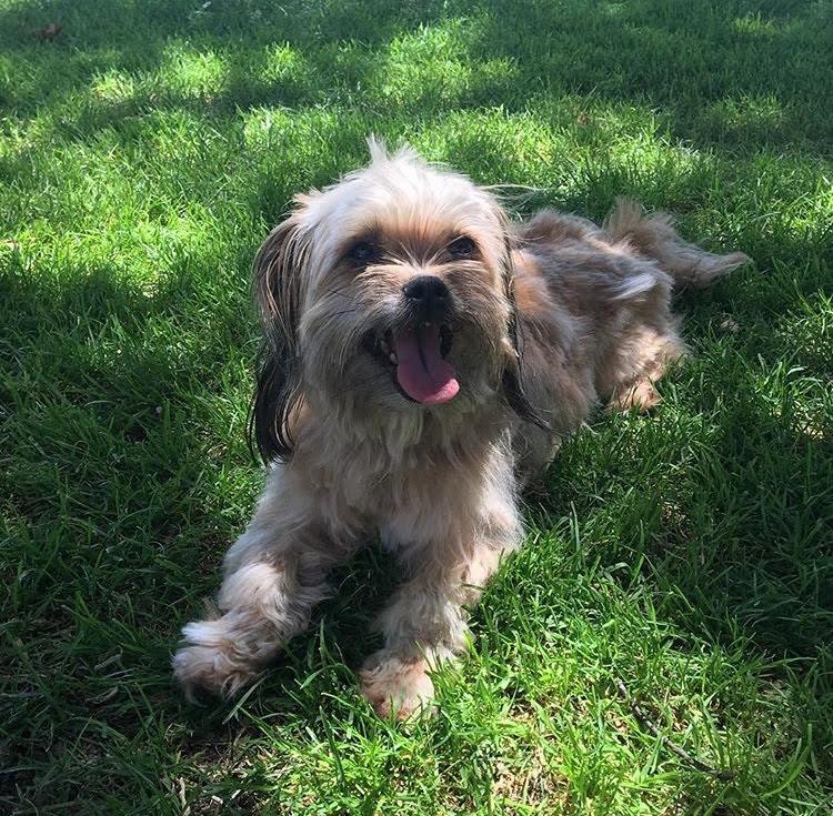 Rest in Peace Penny 🐾