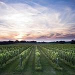 North Fork Wineries
