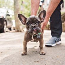 The Dogist Puppies                    Hardcover                                                                                                                                                        – September 19, 2017