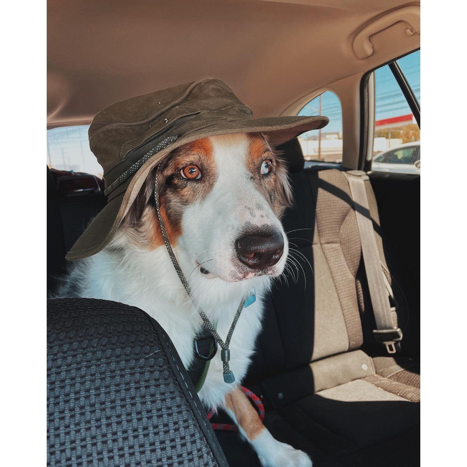 Maple has always been our little adventure dog
