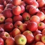 Bauer's Market & Garden Center