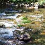 Skate Creek Park Natural Area