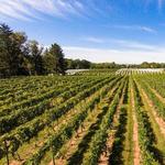 Crossing Vineyards and Winery