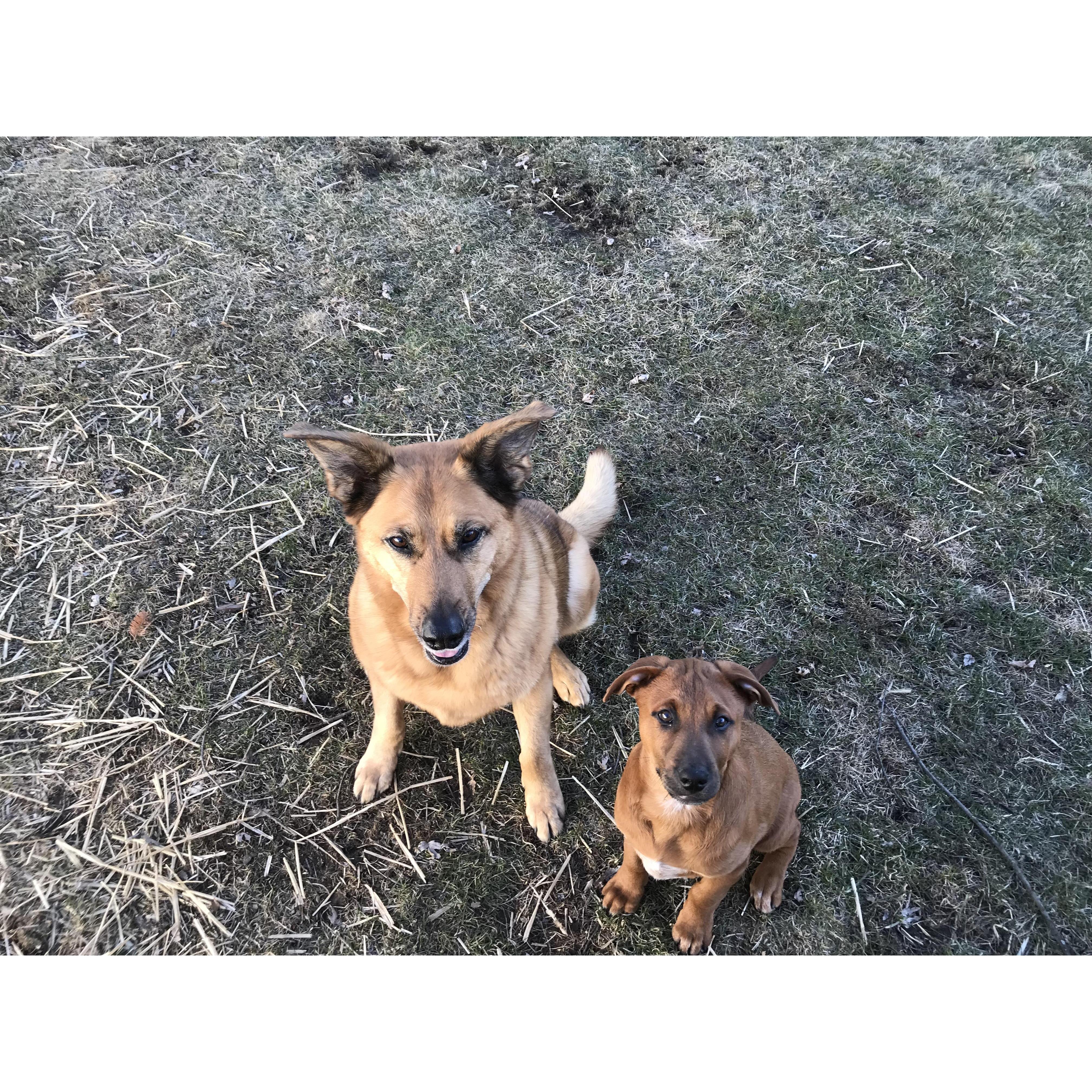 Our babies Vayda and Murphy