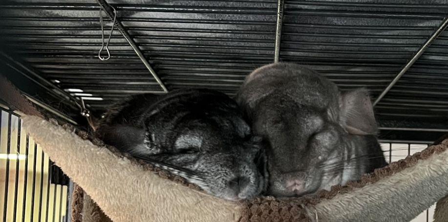 The Wedding Website of Kevin Pondt and Jillian Cole