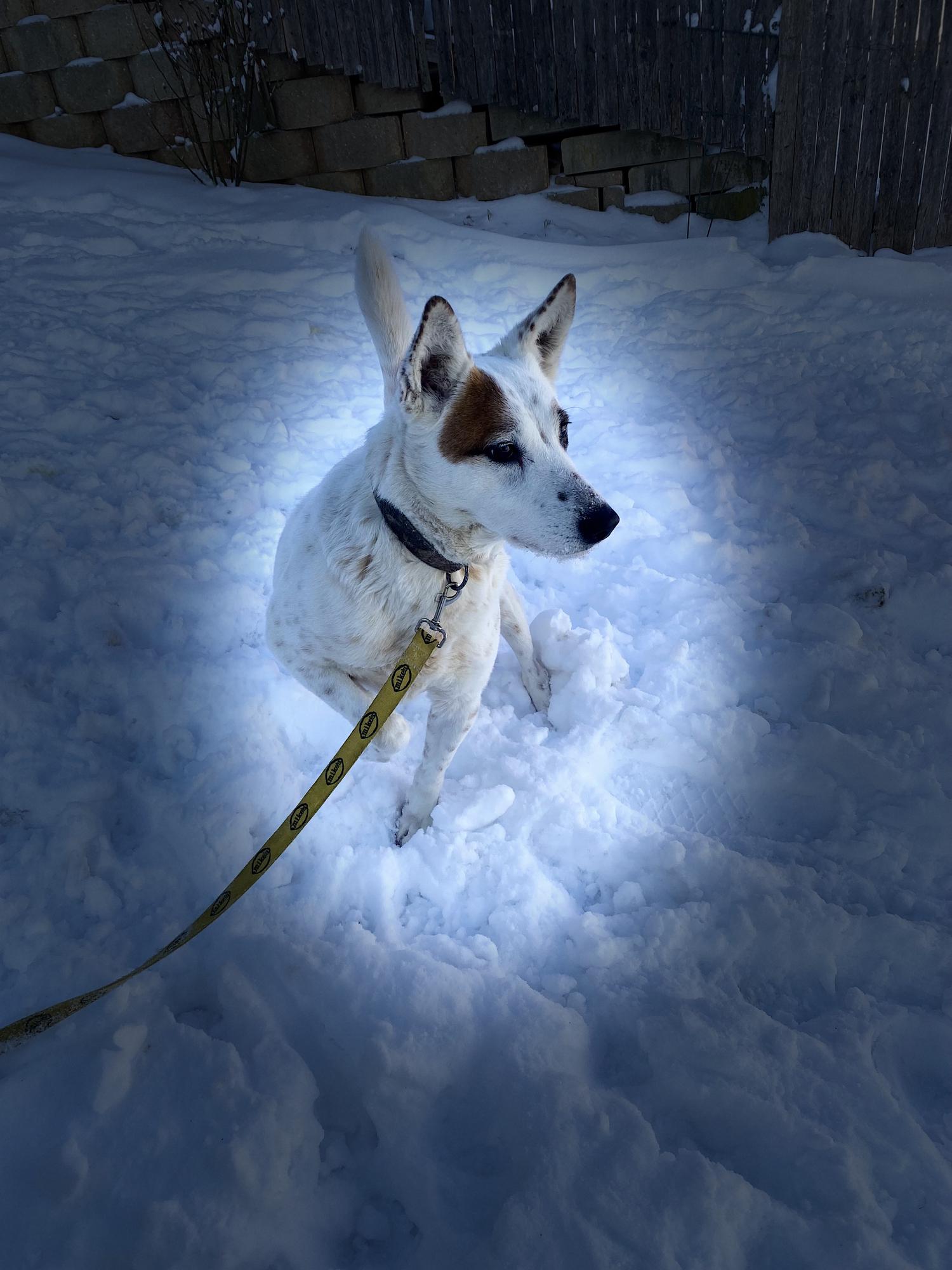 🐶💚Chance💚🐶 (Our Oldest Doggy)