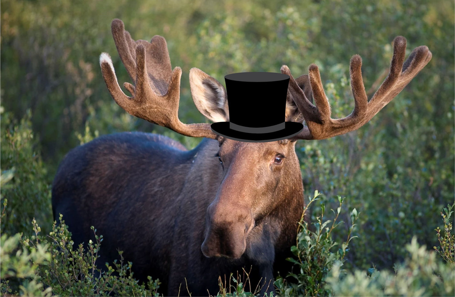 The Wedding Website of Allie Bouranova and Terence McDonald