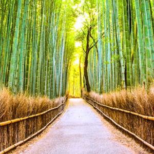 Arashiyama Bamboo Grove
