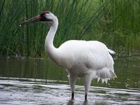 International Crane Foundation