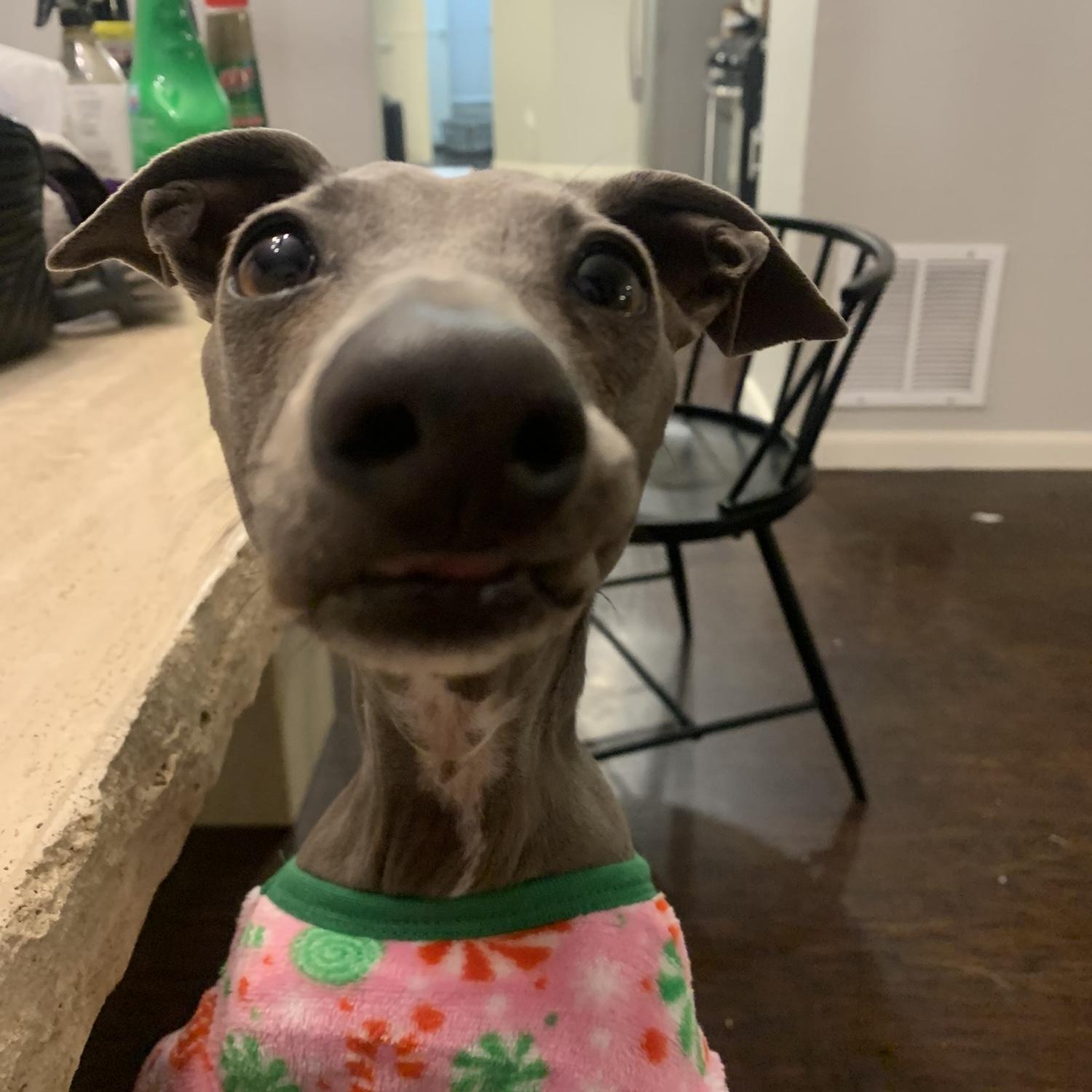 Mouse being cute in her jammies!