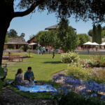 Landmark Vineyards