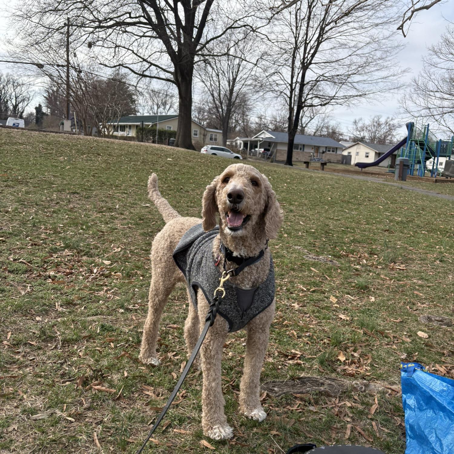 And our dog Norman!