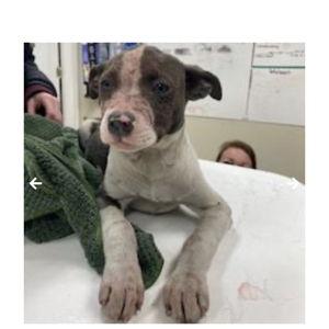 HELP DOGS LIKE BARBECUE