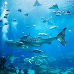 Georgia Aquarium