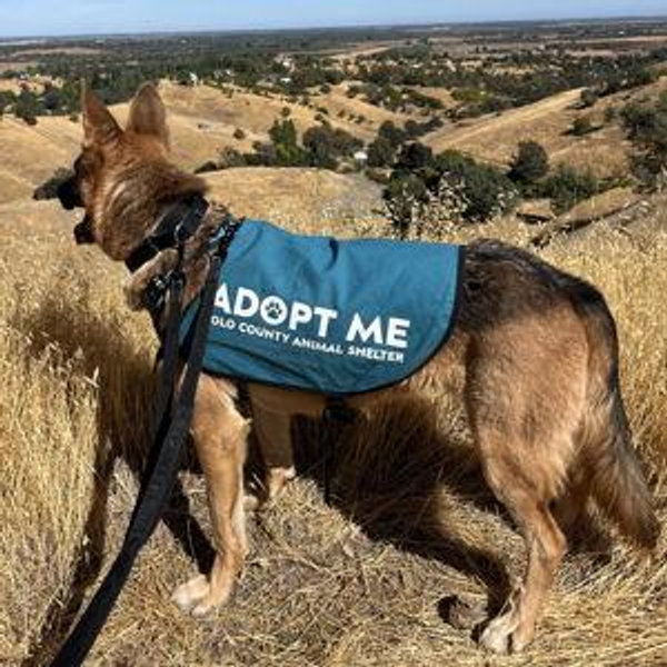Pet fund