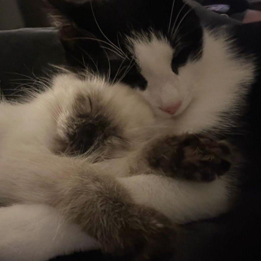 After moving in together, our family grew from one kitty to two! Miso and Marcie bring so much joy to our lives.