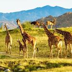 The Living Desert Zoo and Gardens