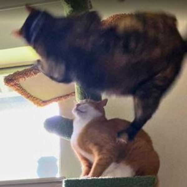 Ragdoll Kitten Adoption Fund