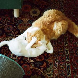 For the kitties