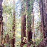 Muir Woods National Monument