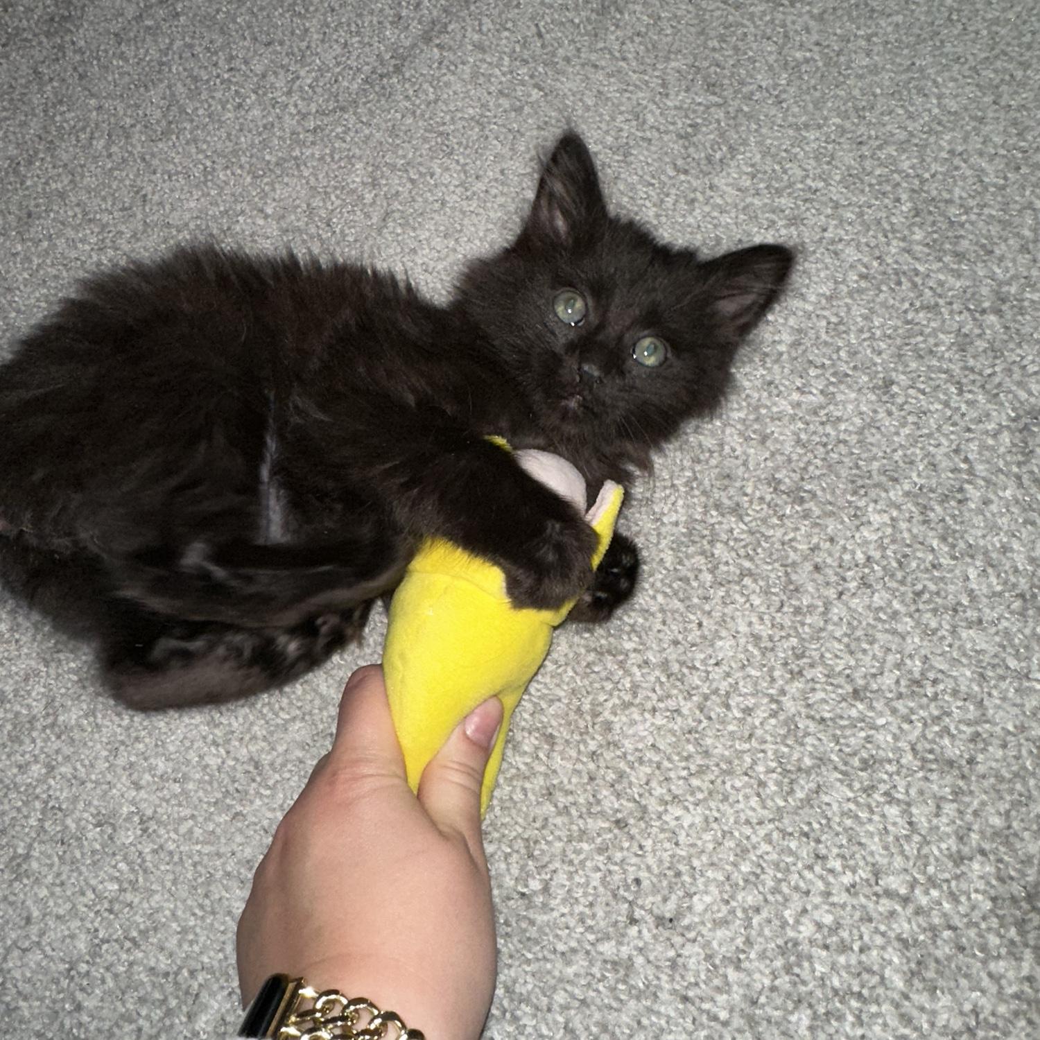 Adopted Misty