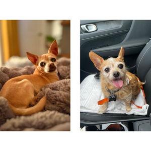 To Spoil Scruffy & Chico