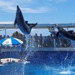 Gulfarium Marine Adventure Park