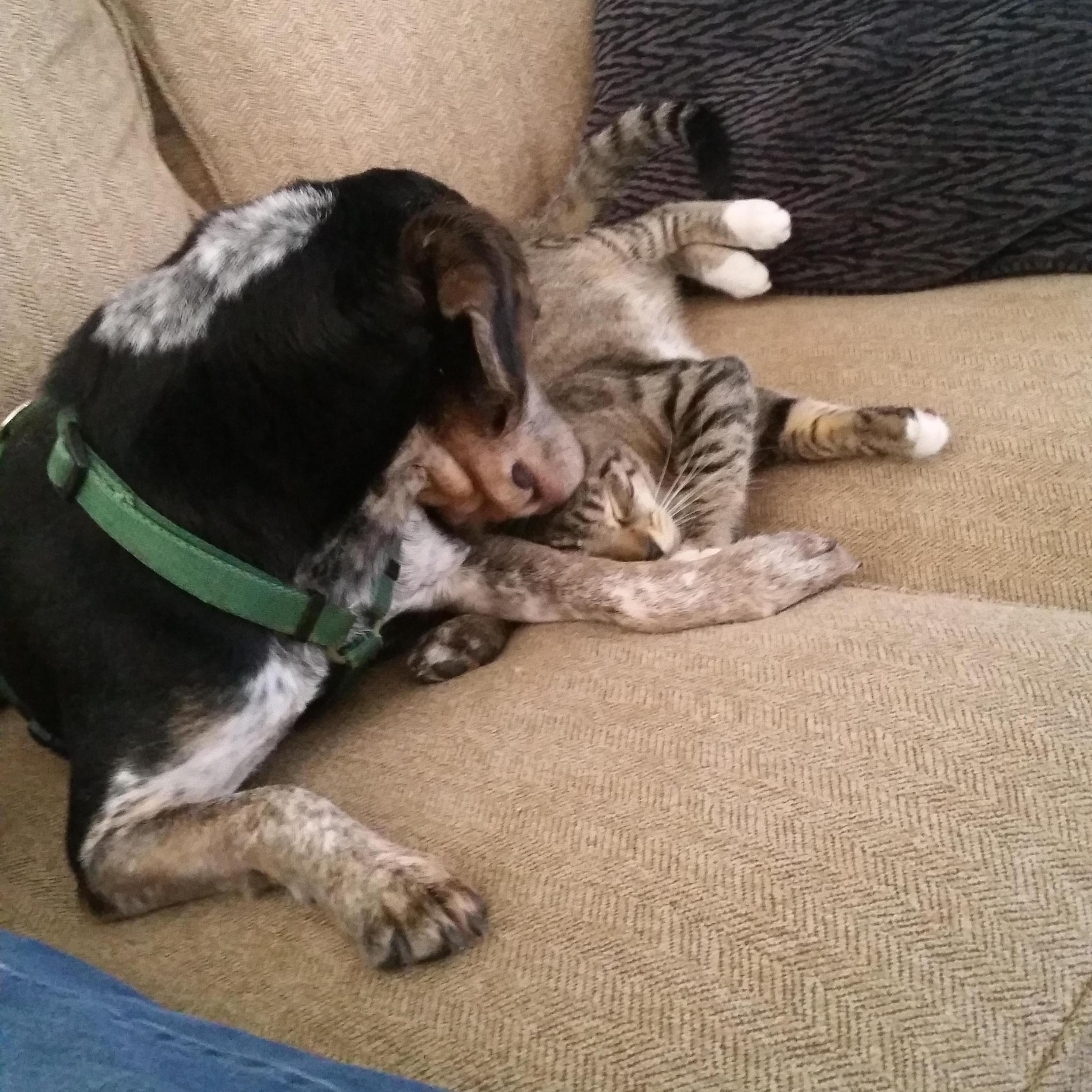 Barnaby and Bennett get along! Sometimes