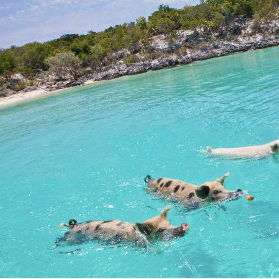 Exuma Cays Swimming with the Pigs Honeymoon Excursion
