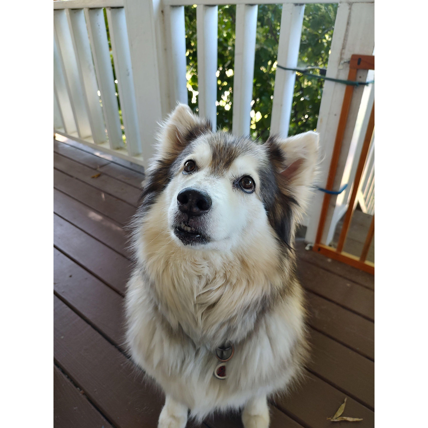 Our sweetest baby, Luna <3