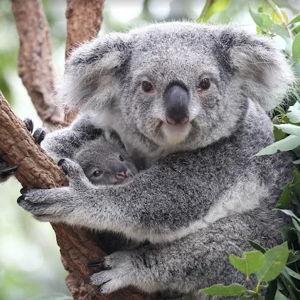 Visit Koala Sanctuary