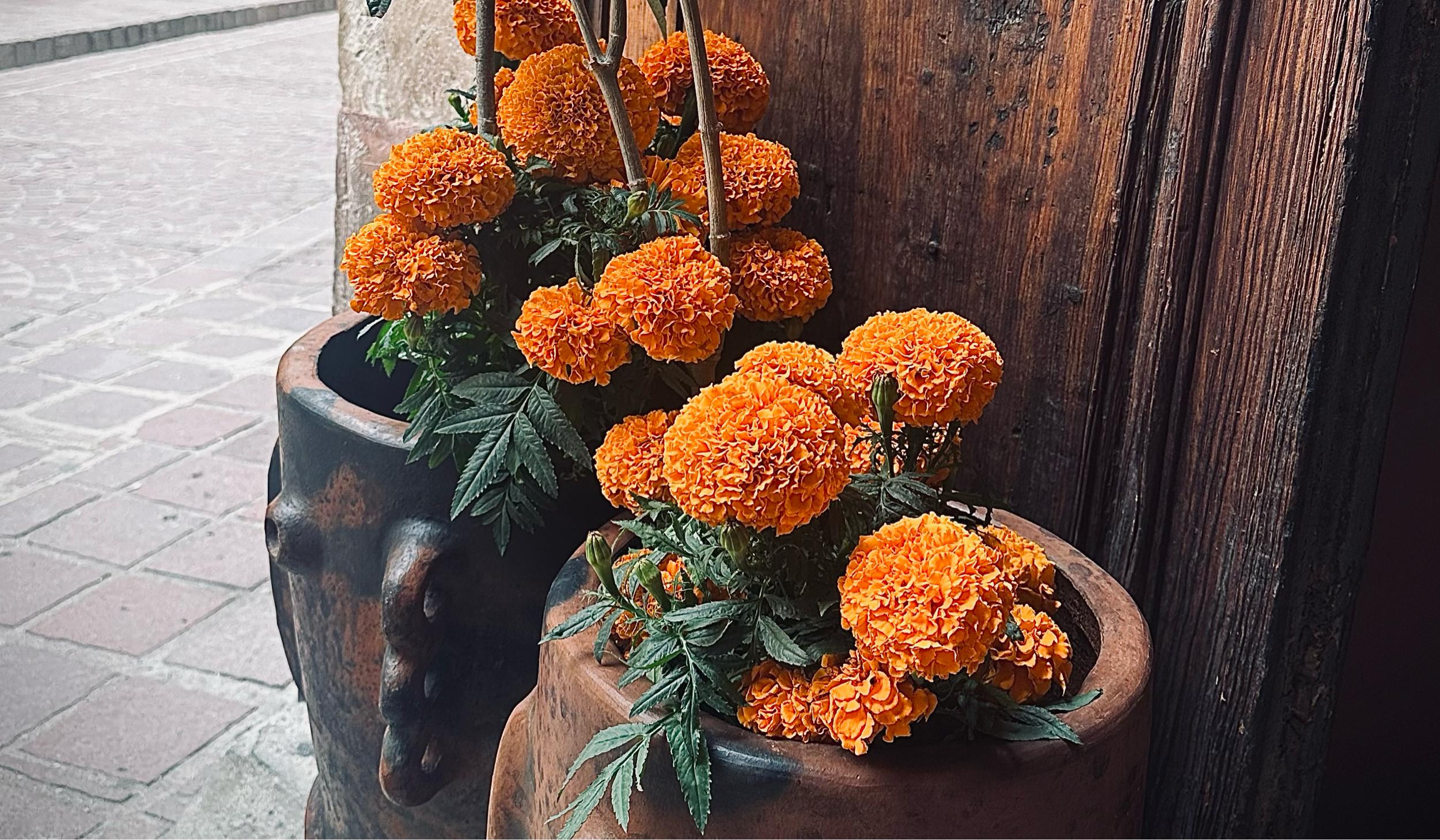 The Wedding Website of Grace Shawley and Carlos Espinoza