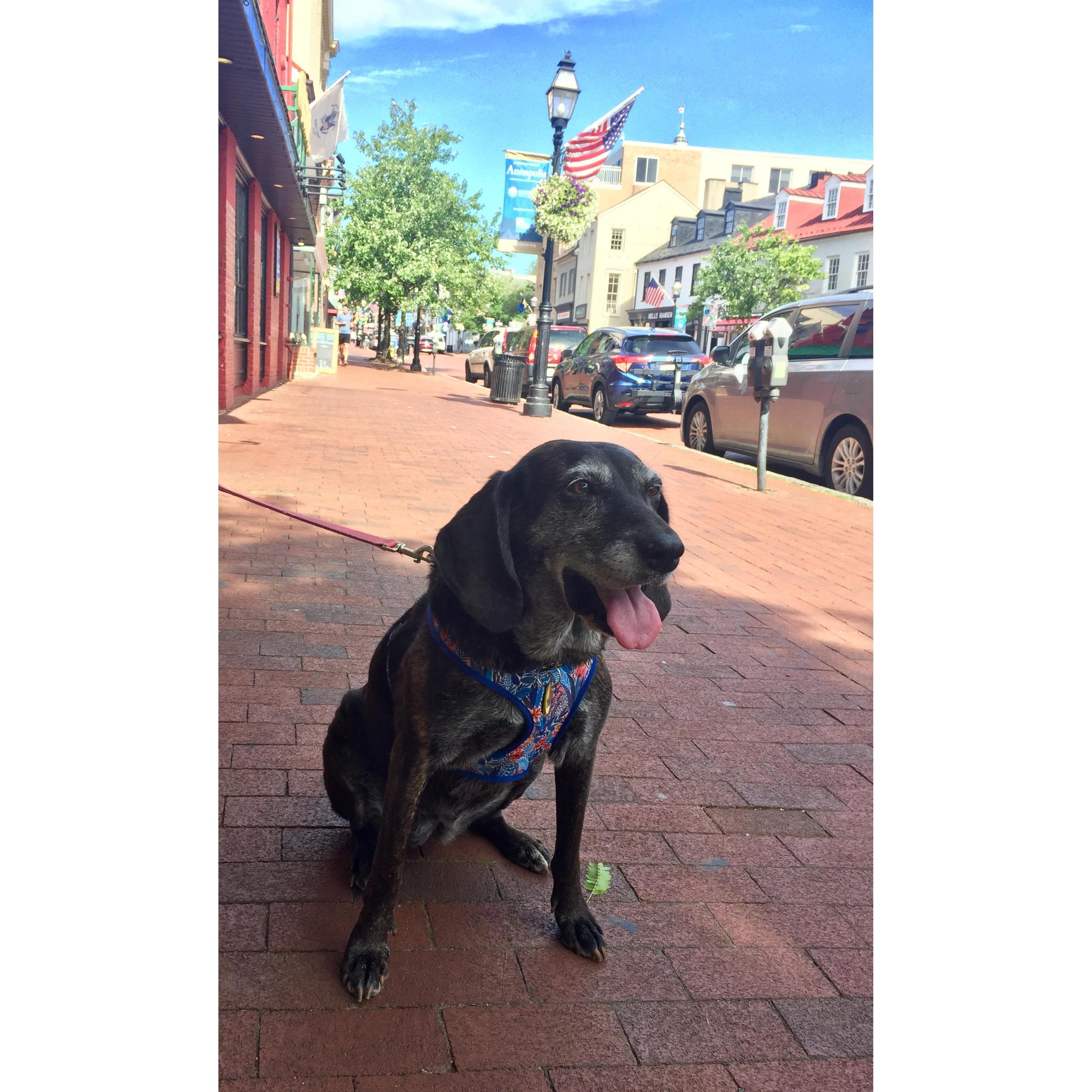 A morning walk in downtown Annapolis with this sweet girl!