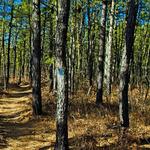 Wharton State Forest