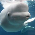Mystic Aquarium
