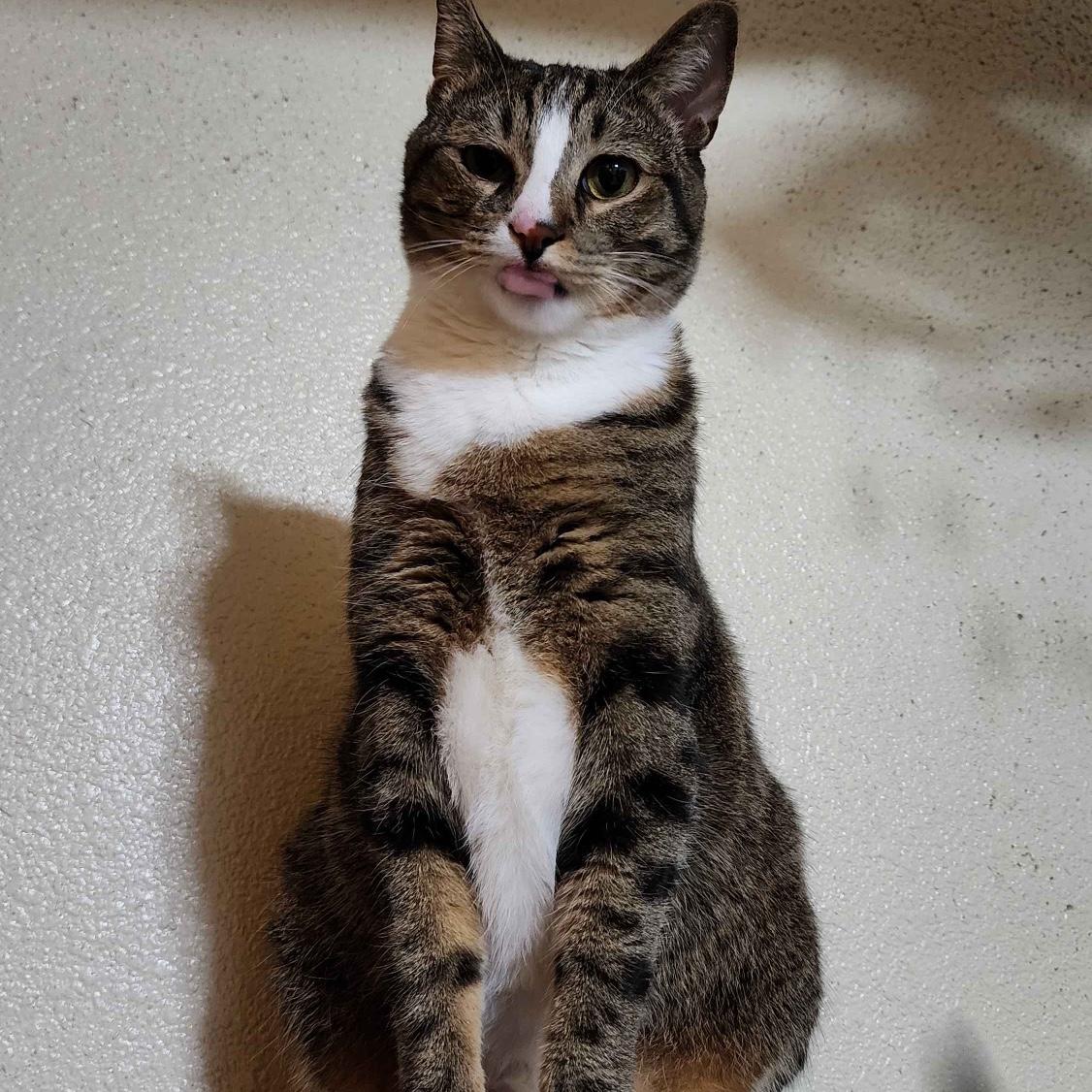 Hobbes being goofy