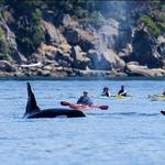 Anacortes Kayak Tours