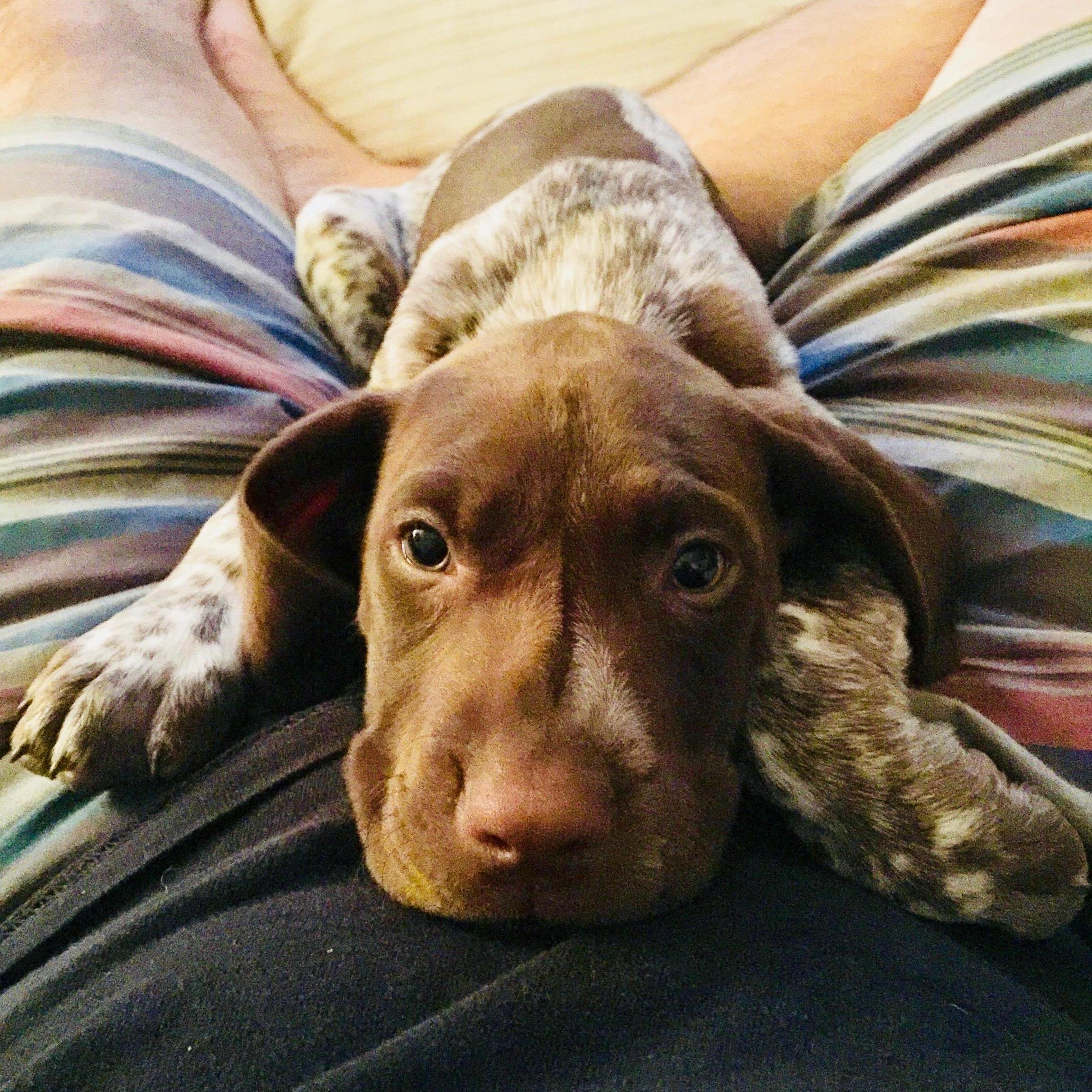Look who joined our family! Atticus Doby Beaker Jones! March 2016