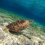 Starfish, Stingrays and the Turtle Bay Snorkeling Tour