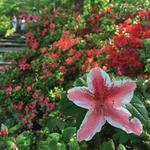United States National Arboretum