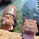 The Cincinnati Zoo