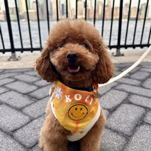 Kopi's Honeymoon Dogsitter