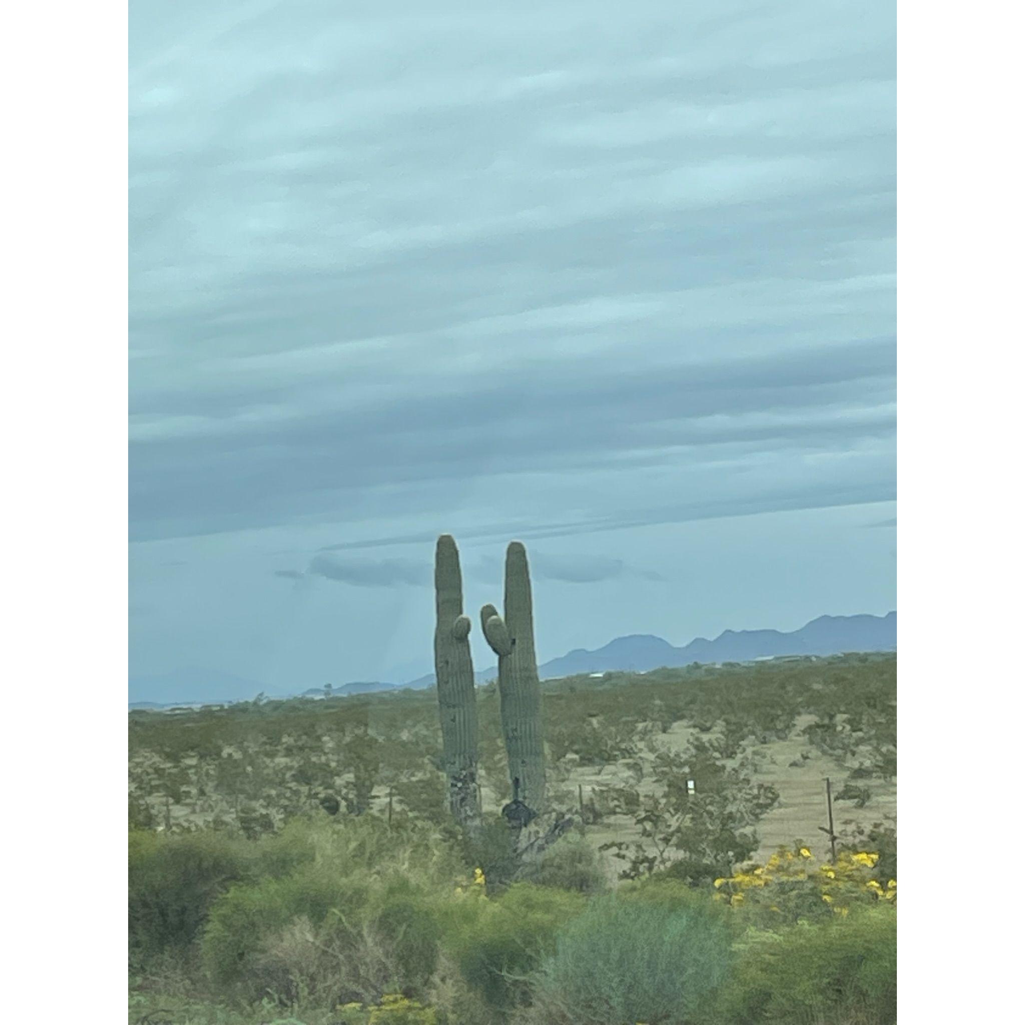 Us as cactus. Also, did you know that Sam has an obsession with cacti?