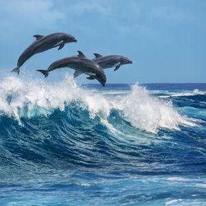 Dolphin Watching