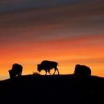 Elk Island National Park