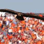 Southeastern Raptor Center