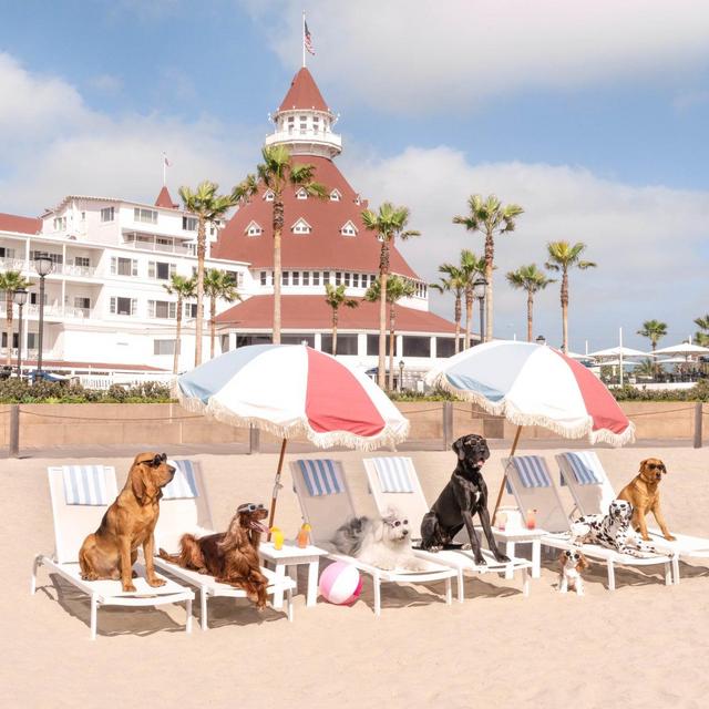 Gray Malin Dogs at The Del